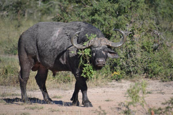 The Buffalo Expedition™