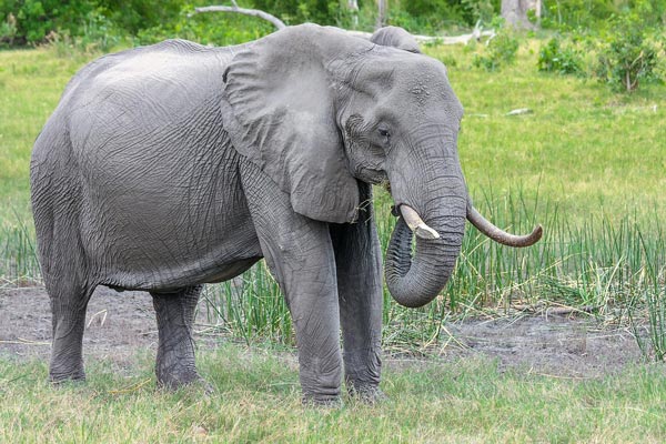 The Elephant Expedition™