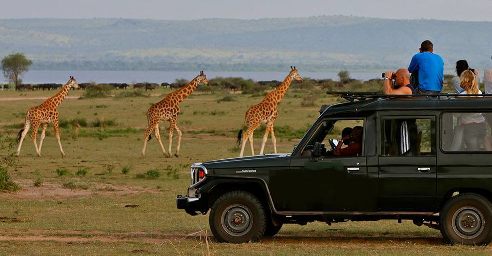 Giraffe tracking and photography in the Savanah