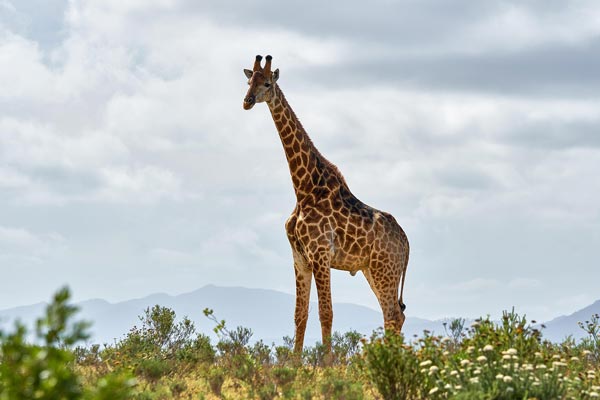 The Giraffe Expedition™