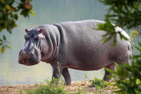 The Hippo Expedition™