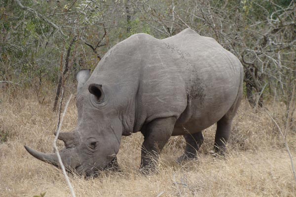 The Rhino Expedition™