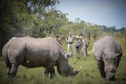 Southern White Rhino at Ziwa Rhino Sanctuary